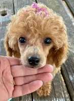 Madame Millie, a female Poodle - Miniature  for sale in Judsonia, AR – Photo 3 of 5