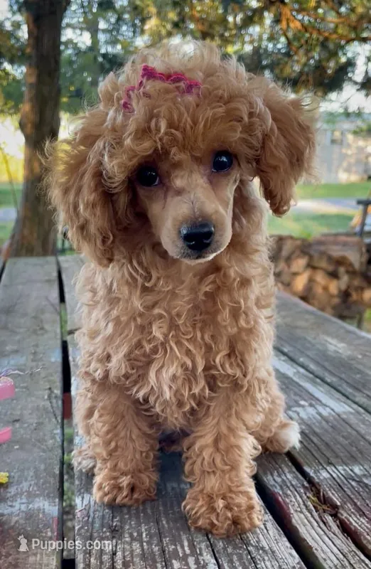 Madame Millie – Poodle - Miniature  puppy for sale in Judsonia, AR