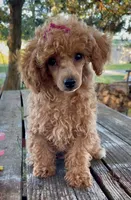 Madame Millie, a female Poodle - Miniature  for sale in Judsonia, AR – Photo 1 of 5