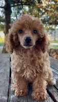 Madame Millie, a female Poodle - Miniature  for sale in Judsonia, AR – Photo 2 of 5