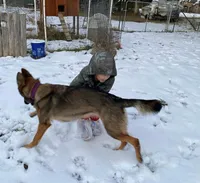 Zee, a female German Shepherd Dog for sale in Judsonia, AR – Photo 5 of 10
