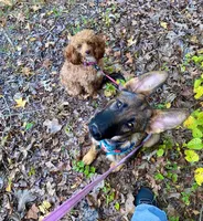 Zee, a female German Shepherd Dog for sale in Judsonia, AR – Photo 9 of 10