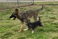 Zee, a female German Shepherd Dog for sale in Judsonia, AR – Photo 2 of 10