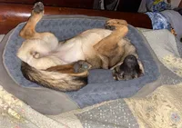 Zee, a female German Shepherd Dog for sale in Judsonia, AR – Photo 6 of 10