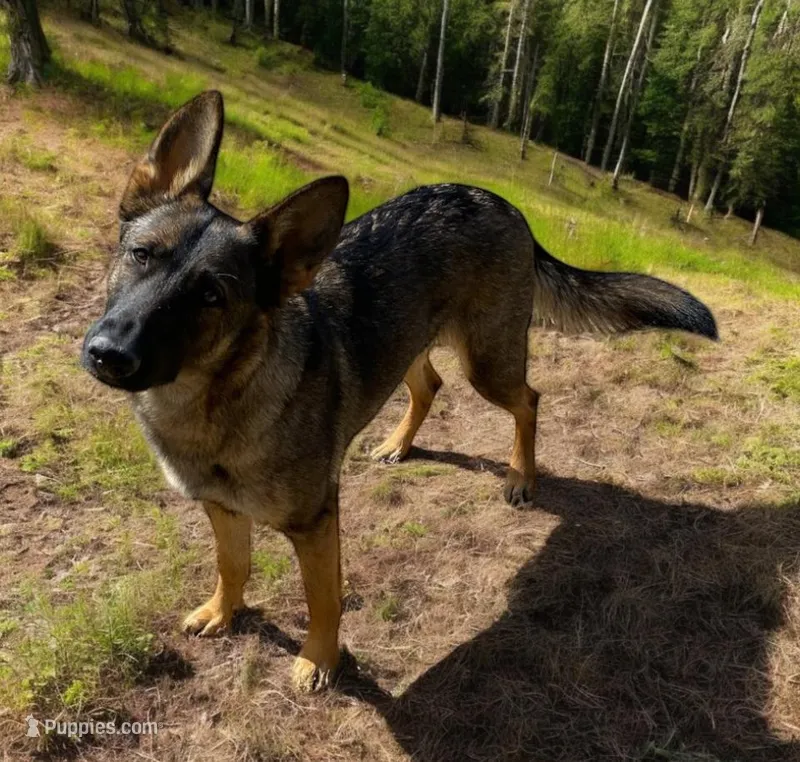 Zee – German Shepherd Dog puppy for sale in Judsonia, AR