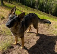 Zee, a female German Shepherd Dog for sale in Judsonia, AR – Photo 1 of 10