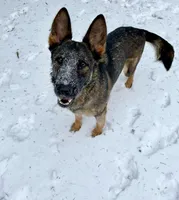 Zee, a female German Shepherd Dog for sale in Judsonia, AR – Photo 3 of 10