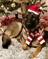 Zee, a female German Shepherd Dog for sale in Judsonia, AR – Photo 8 of 10