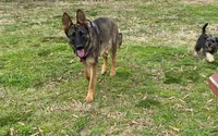 Zee, a female German Shepherd Dog for sale in Judsonia, AR – Photo 7 of 10
