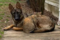 Zee, a female German Shepherd Dog for sale in Judsonia, AR – Photo 4 of 10