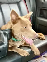 Dingo, a male Australian Kelpie for sale in Judsonia, AR – 2 of 4