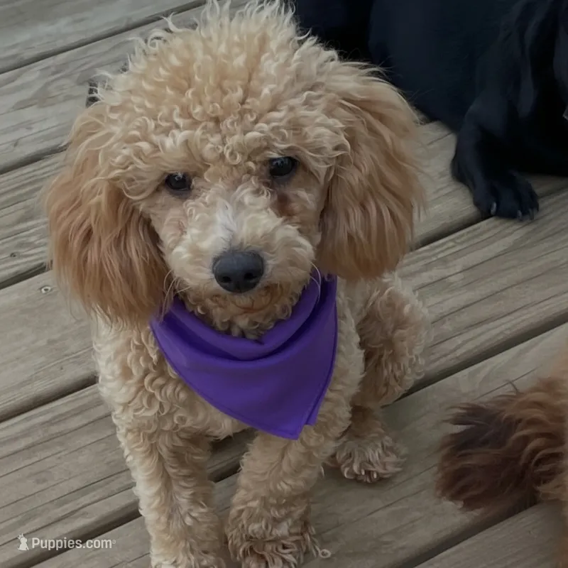 MItzie – Poodle - Miniature  puppy for sale in Judsonia, AR
