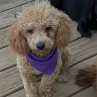 MItzie, a female Poodle - Miniature  for sale in Judsonia, AR – 1 of 9