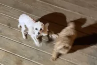 Little Angel - REDUCED!, a female Poodle - Toy  for sale in Judsonia, AR – Photo 3 of 4