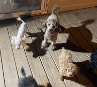 Little Angel - REDUCED!, a female Poodle - Toy  for sale in Judsonia, AR – Photo 4 of 4