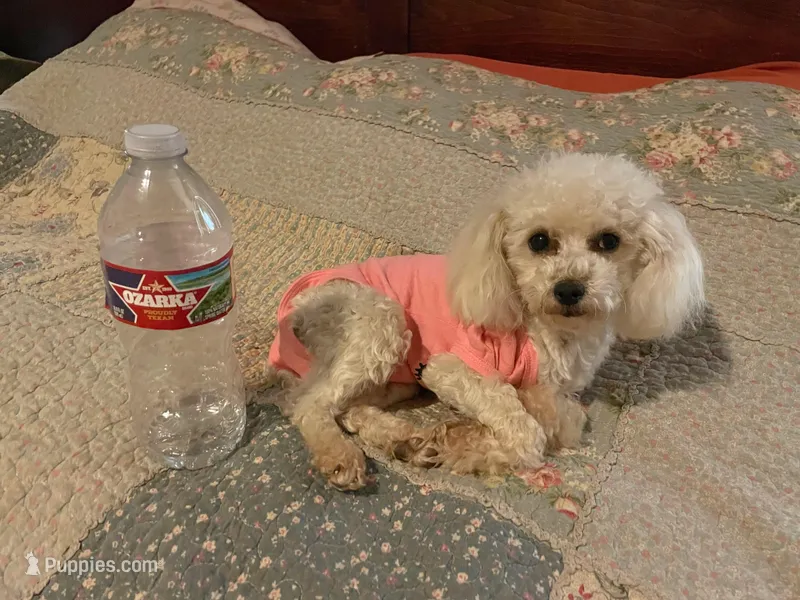 Little Angel - REDUCED! – Poodle - Toy  puppy for sale in Judsonia, AR