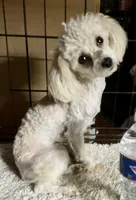 Little Angel - REDUCED!, a female Poodle - Toy  for sale in Judsonia, AR – Photo 2 of 4