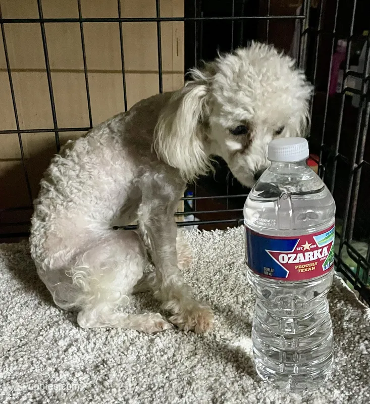 Little Angel - REDUCED! – Poodle - Toy  puppy for sale in Judsonia, AR
