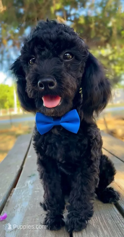Labor Day Deal? – Poodle - Miniature  puppy for sale in Judsonia, AR