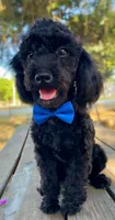 Labor Day Deal?, a male Poodle - Miniature  for sale in Judsonia, AR – 1 of 9