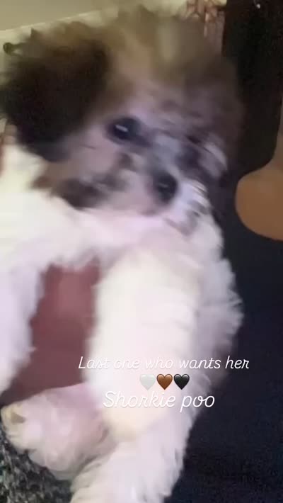 Bailey, a female Shorkie for sale in Hempstead, NY – 1 of 2