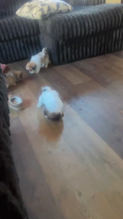 Bailey, a female Shorkie for sale in Hempstead, NY – 2 of 2