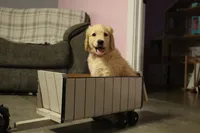 Lucky , a male Goldendoodle and Golden Retriever for sale in Holmesville, OH – 2 of 4