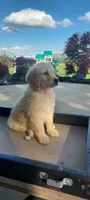 Daisy , a female Goldendoodle and Golden Retriever for sale in Holmesville, OH – 1 of 7