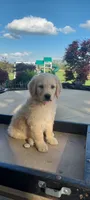 Daisy , a female Goldendoodle and Golden Retriever for sale in Holmesville, OH – 2 of 7