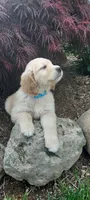 Liam , a male Goldendoodle and Golden Retriever for sale in Holmesville, OH – 4 of 8
