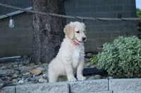 Kelly, a female Goldendoodle and Golden Retriever for sale in Holmesville, OH – 3 of 4