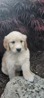 Rover, a male Golden Retriever for sale in Holmesville, OH – 2 of 4