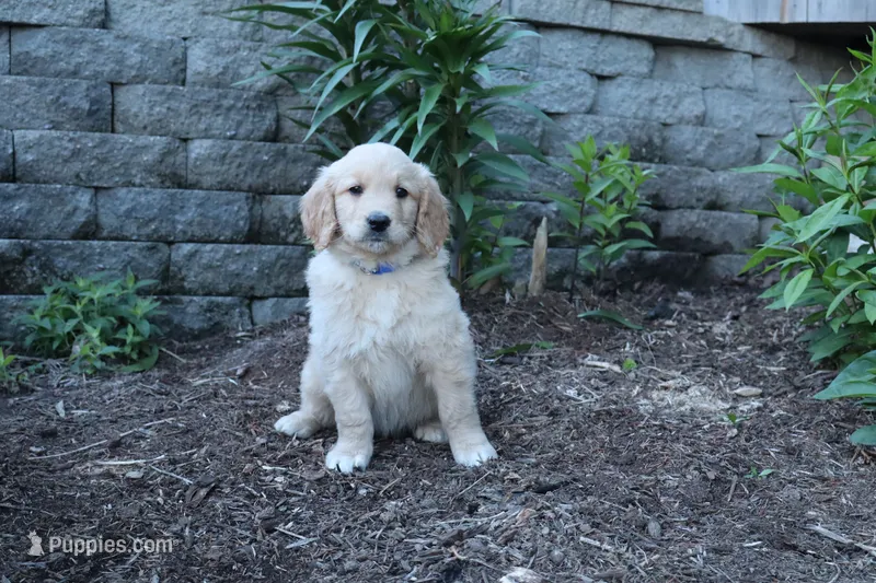 Snickers – Goldendoodle, Golden Retriever puppy for sale in Holmesville, OH