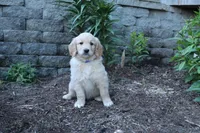 Snickers , a male Goldendoodle and Golden Retriever for sale in Holmesville, OH – 3 of 3