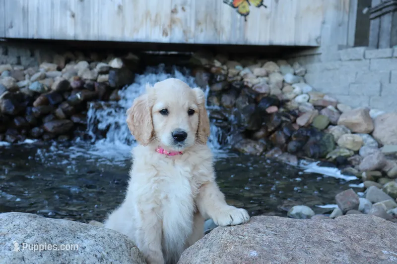 Kelly – Goldendoodle, Golden Retriever puppy for sale in Holmesville, OH