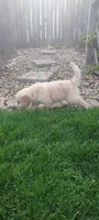 Dusty, a male Golden Retriever for sale in Holmesville, OH – 3 of 5