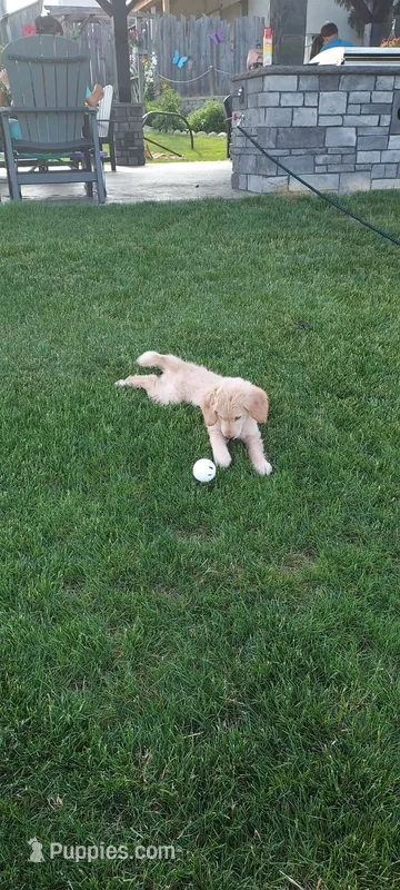 Duke – Golden Retriever puppy for sale in Holmesville, OH