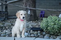 Kelly, a female Goldendoodle and Golden Retriever for sale in Holmesville, OH – 2 of 4
