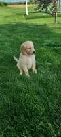 Daisy , a female Goldendoodle and Golden Retriever for sale in Holmesville, OH – 5 of 7