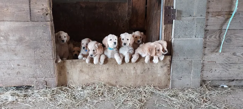 Duke – Golden Retriever puppy for sale in Holmesville, OH