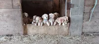 Lucky , a male Golden Retriever for sale in Holmesville, OH – 2 of 3