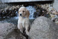 Snickers , a male Goldendoodle and Golden Retriever for sale in Holmesville, OH – 2 of 3