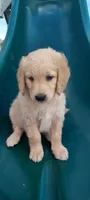 Lily , a female Goldendoodle and Golden Retriever for sale in Holmesville, OH – 2 of 4