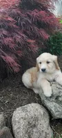Liam , a male Goldendoodle and Golden Retriever for sale in Holmesville, OH – 3 of 8