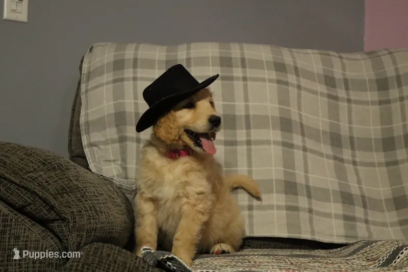 Rover – Golden Retriever puppy for sale in Holmesville, OH