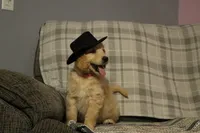 Rover, a male Golden Retriever for sale in Holmesville, OH – 1 of 4