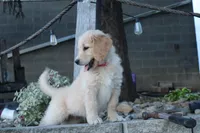 Snickers , a male Goldendoodle and Golden Retriever for sale in Holmesville, OH – 1 of 3