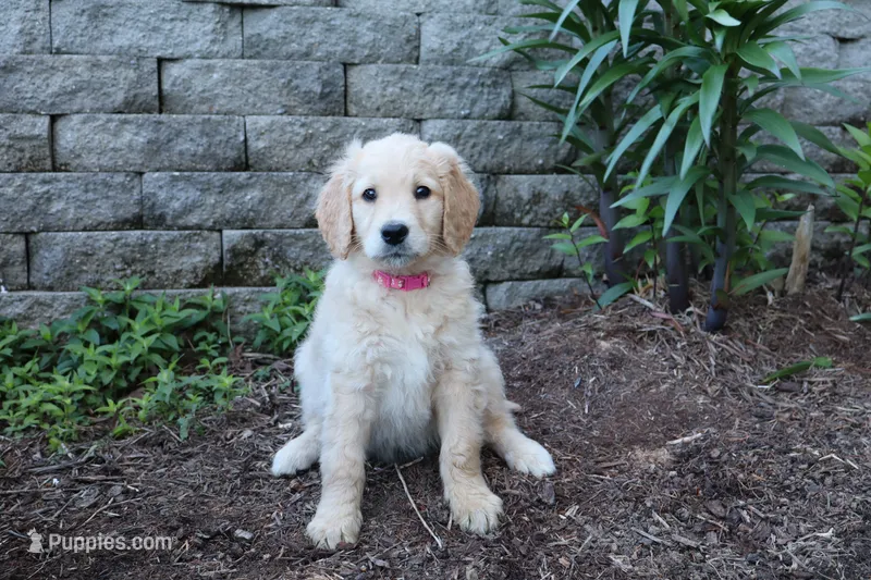 Rosie  – Goldendoodle, Golden Retriever puppy for sale in Holmesville, OH