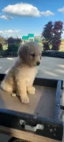 Daisy , a female Goldendoodle and Golden Retriever for sale in Holmesville, OH – 3 of 7