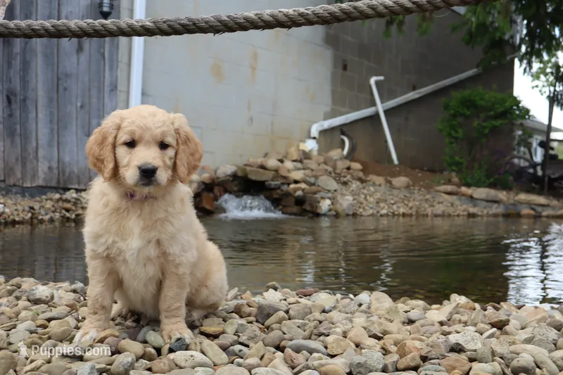 Lucky  – Golden Retriever puppy for sale in Holmesville, OH
